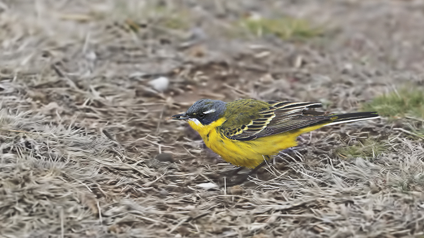 Western Yellow Wagtail